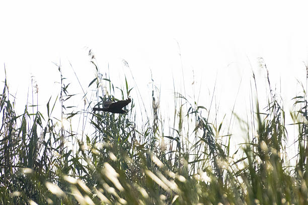 Wstern March Harrier - circus aeruginosus