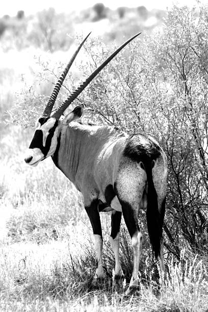 istock Gemsbok in black and white 2238342851