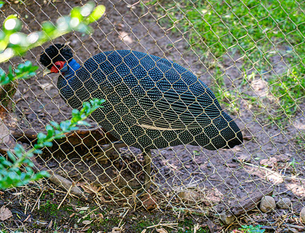 istock Seattle Zoo Spotted Bird 2 2238343350
