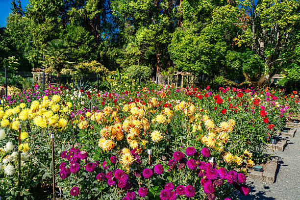 A Dahlia garden at Point Defiance Park in Tacoma, Washington.