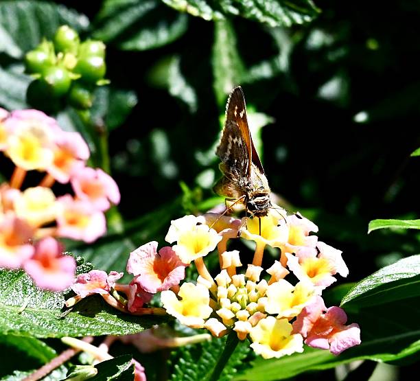istock Grass skipper butterfly on lantana flowers 2238343409