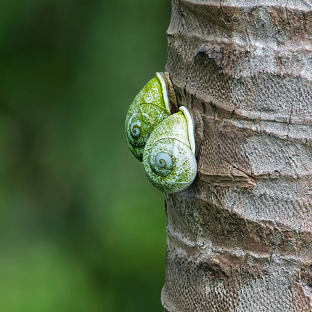 Two green snails are attached to a rough tree trunk, blending with their surroundings in a vibrant forest. Sunlight filters through the leaves, highlighting their shells.