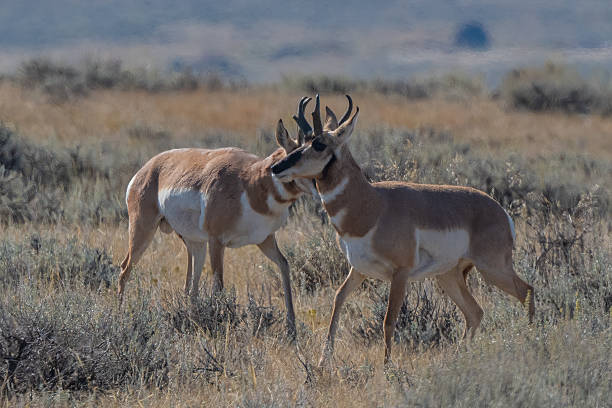 istock Antelope or Pronghorn bucks close encounter 2238345407