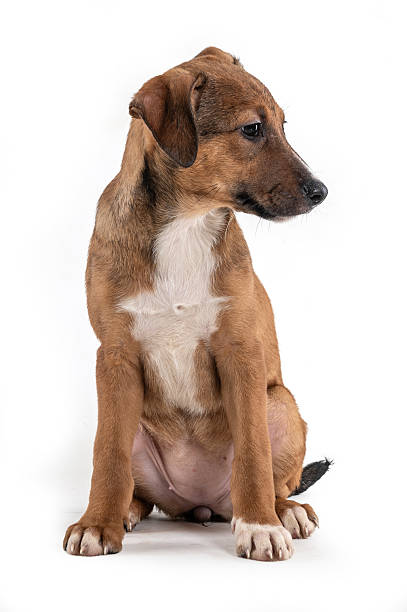 istock Brown puppy sitting alone 2238353508
