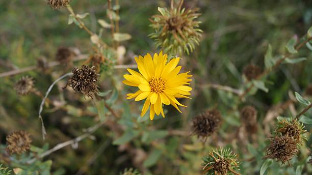 istock Yellow Flower Amidst Dried Blooms 2238354064