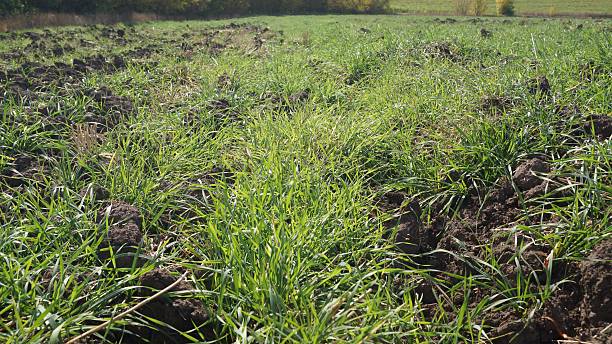 istock Green Grass Growing in Plowed Field 2238354498