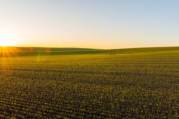 istock Sun sets over vast green fields, casting warm light on the landscape as day turns to night, bringing tranquility to the scene 2238360047