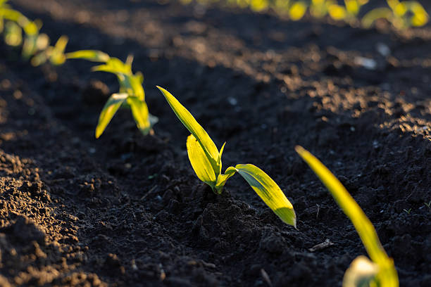 istock Corn seedlings push through dark soil, reaching for sunlight in a field during early morning hours. Life begins to flourish 2238360053