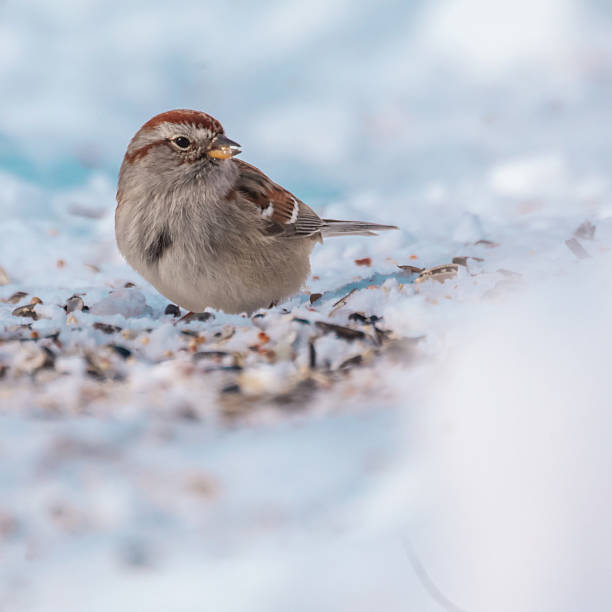 istock A small bird eating bird seed in the snow. 2238360142