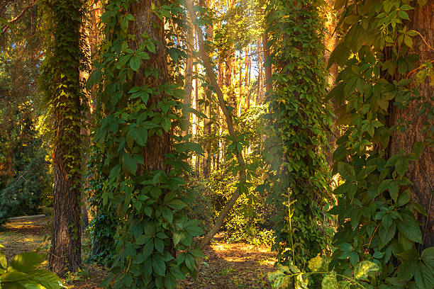 A forest landscape with tall trees covered with lush green vines, wild grapes.
