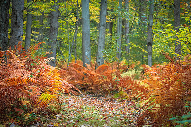 An forest scene with ferns at sunrise in the autumn or fall.