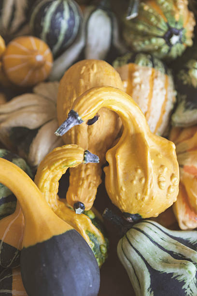 A bunch of colourful Fall season ornamental gourds.