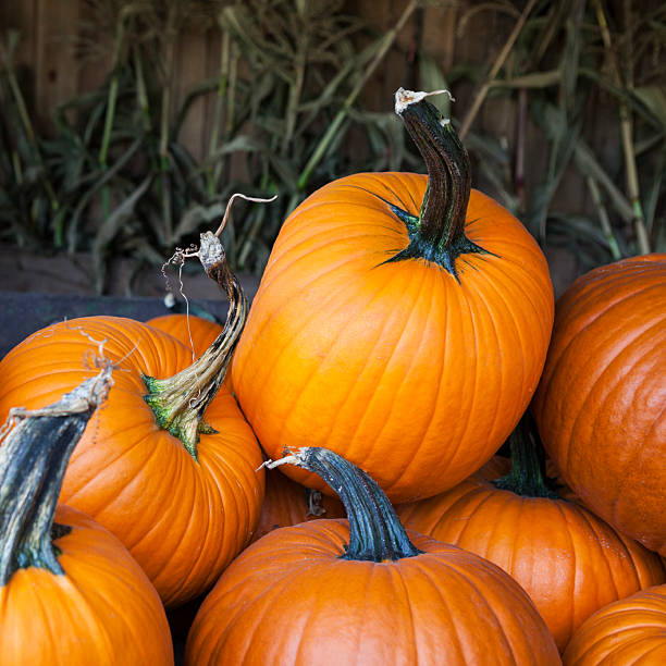 A bunch of Fall season orange pumpkins.