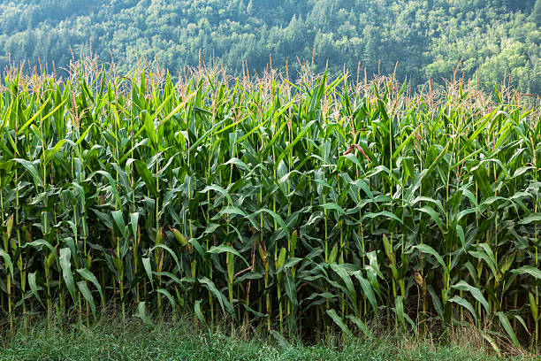 Agricultural field of corn plants in British Columbia, Canada.