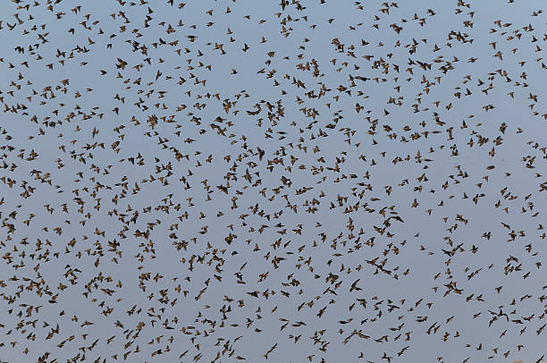 Flock of starlings