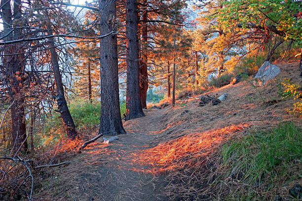 Unique deep reddish hues break the chill on first sunshine upon the Lower North Fork Big Pine Lakes Trail.