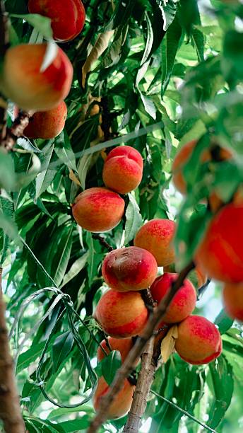istock Sun-Kissed Peaches on Tree 2238377483