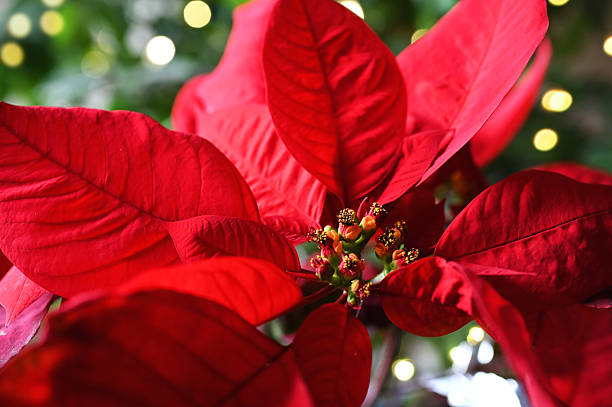 istock Red Christmas poinsettia with lights 2238378776
