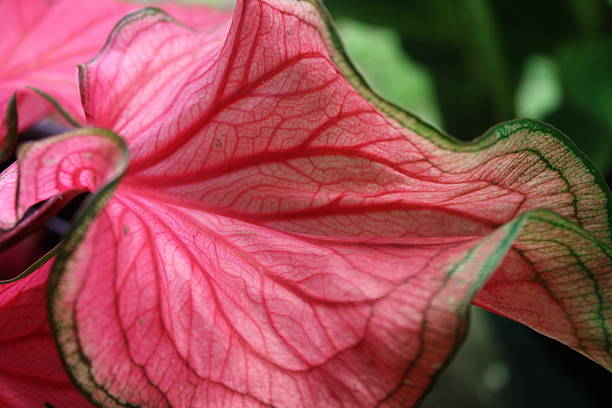 istock Pink Florida Sweetheart Plant Close Up With Leaf Bicolor and Pattern. 2238380722