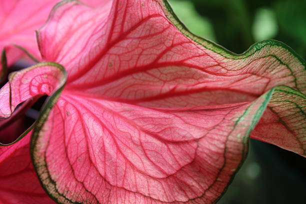istock Pink Florida Sweetheart Plant Close Up With Leaf Bicolor and Pattern. 2238380723