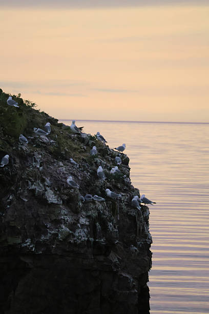 istock Seagull colony on cliff with sunset and sea waves 2238382459