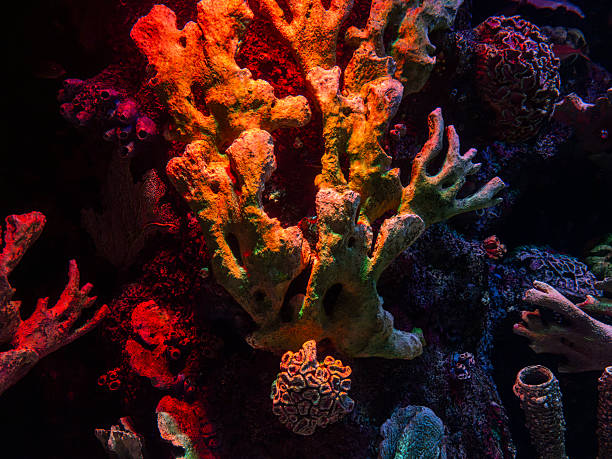 istock Vibrant corals in tropical fish tank 2238383014