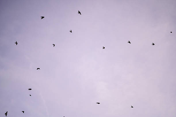 istock Birds flying across purple sky looking for migration 2238385104