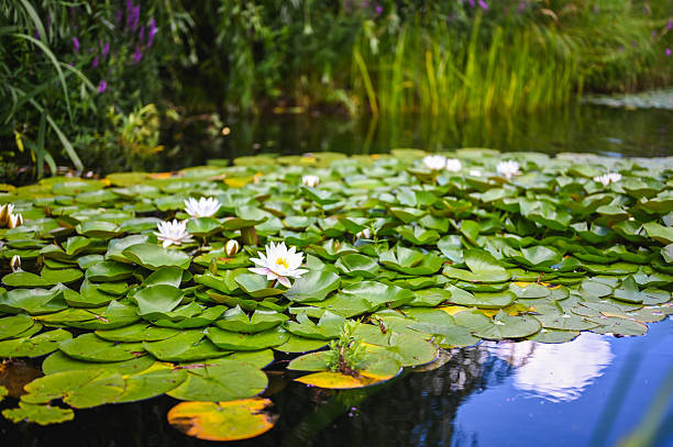 A serene scene of a white hydrangea flower gently floating on the surface of a clear stream. The green leaves surrounding the flower reflect in the water, creating a soothing and peaceful atmosphere. Raindrops ripple across the water's surface, adding a sense of tranquility and connection with nature.