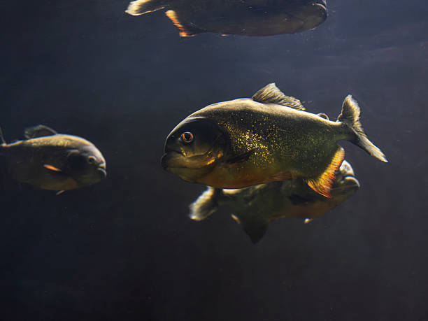 istock Amazon piranha fish in aquarium 2238385548