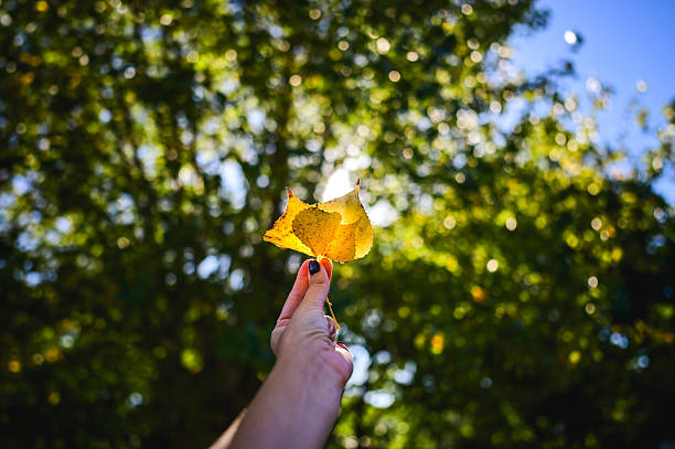 Hand holding a single yellow autumn leaf, representing the changing seasons and nature