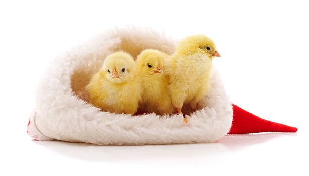 istock Little chicks in Christmas hat isolated. 2238386218