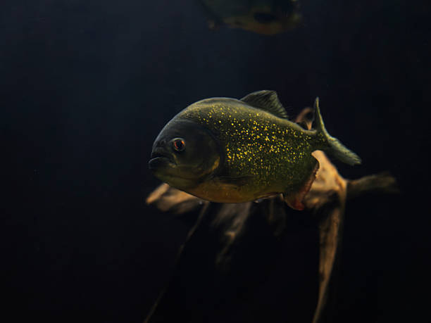 istock Amazon piranha fish in aquarium 2238386317