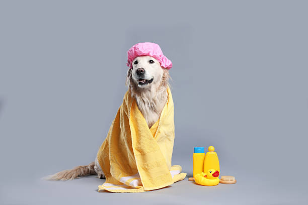 istock Cute dog with shower cap and other bath accessories on grey background 2238386548