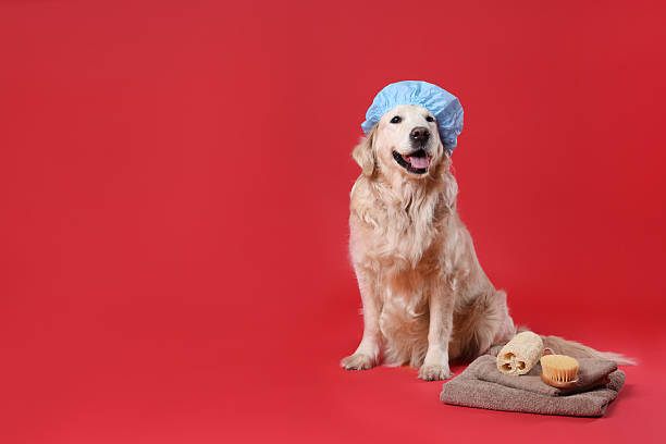 istock Cute dog with shower cap and other bath accessories on red background. Space for text 2238386572
