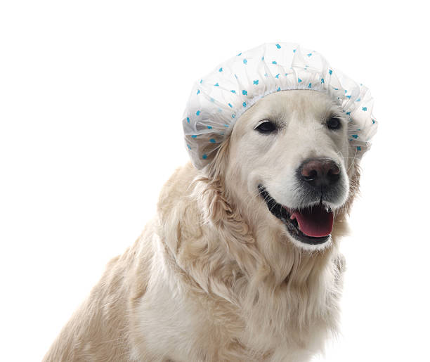 istock Cute funny dog in shower cap on white background 2238386593