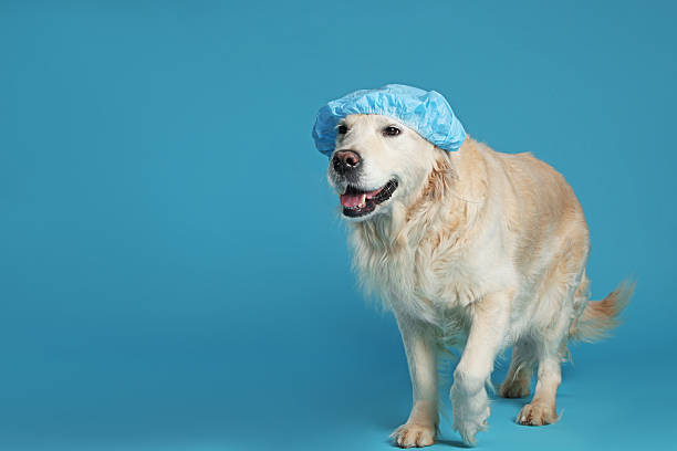 istock Cute funny dog in shower cap on light blue background. Space for text 2238386634