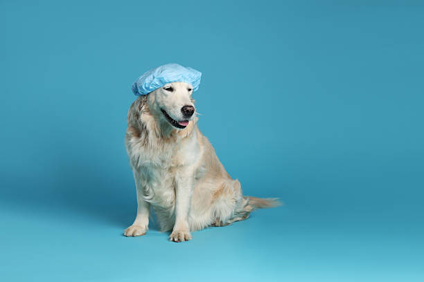 istock Cute funny dog in shower cap on light blue background. Space for text 2238386675