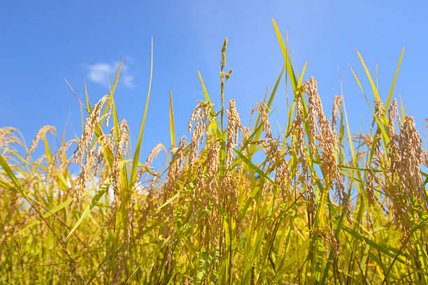 Close-up of autumn rice ears