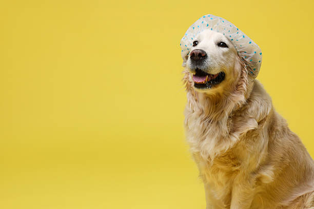 istock Cute funny dog in shower cap on yellow background. Space for text 2238386755