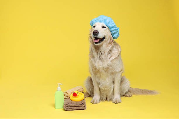 istock Cute dog with shower cap and other bath accessories on yellow background. Space for text 2238386766
