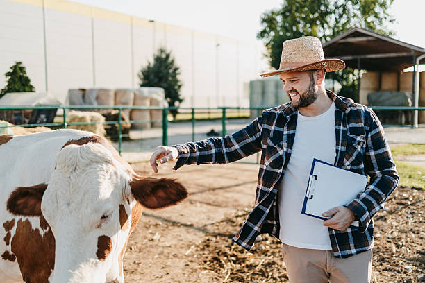 istock Farmer petting cow on a farm with clipboard 2238388901