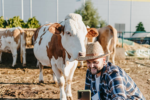 istock Farmer taking a selfie video with cow at farm 2238388908