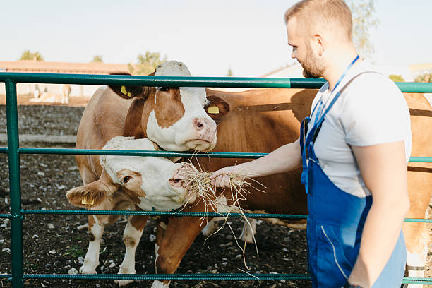 Farmer feeding hay to domestic cattle through a metal fence on a sunny day