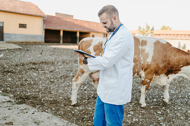 istock Veterinarian checking on cow at animal farm 2238388971