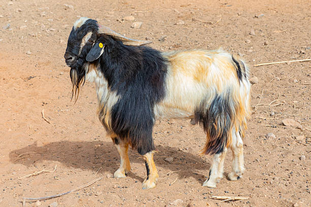 istock Goats in the farm.  Cute animals. 2238389431