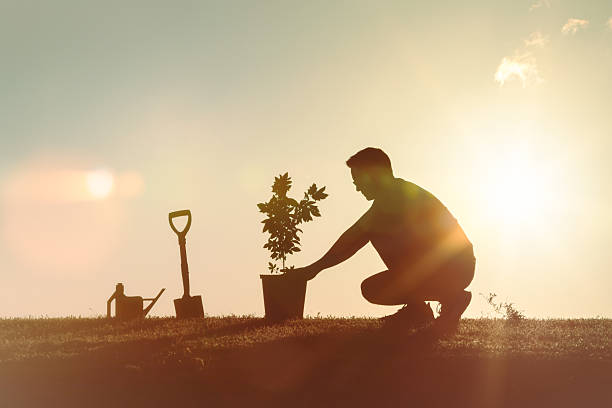 istock Man planting a tree in the garden 2238390510