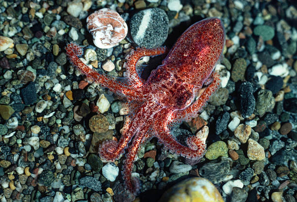 Octopus rubescens (commonly the East Pacific red octopus, also known as the ruby octopus. underwater. Shell Beach, Sonoma County, California. Young animal.