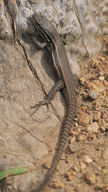 istock A Dusky Smooth-throated Lizard sunbathes on a dead tree 2238394332