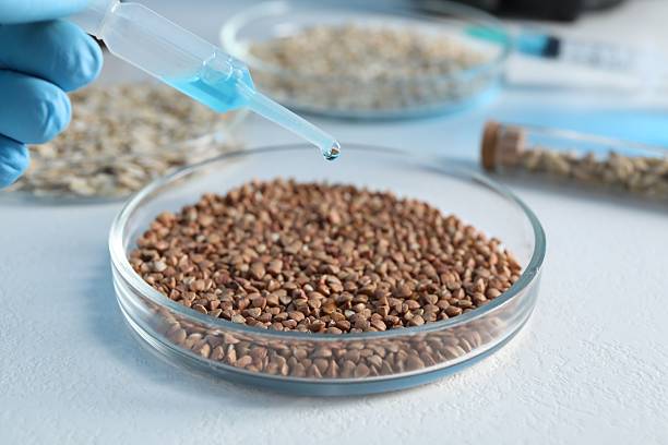 istock GMO concept. Scientist dripping something onto buckwheat grains at white table in laboratory, closeup 2238396949
