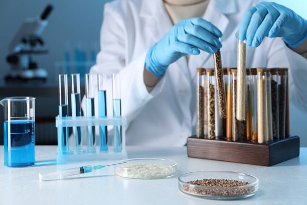 istock GMO concept. Scientist taking test tubes at table in laboratory, focus on petri dishes with cereal grains and syringe 2238397090